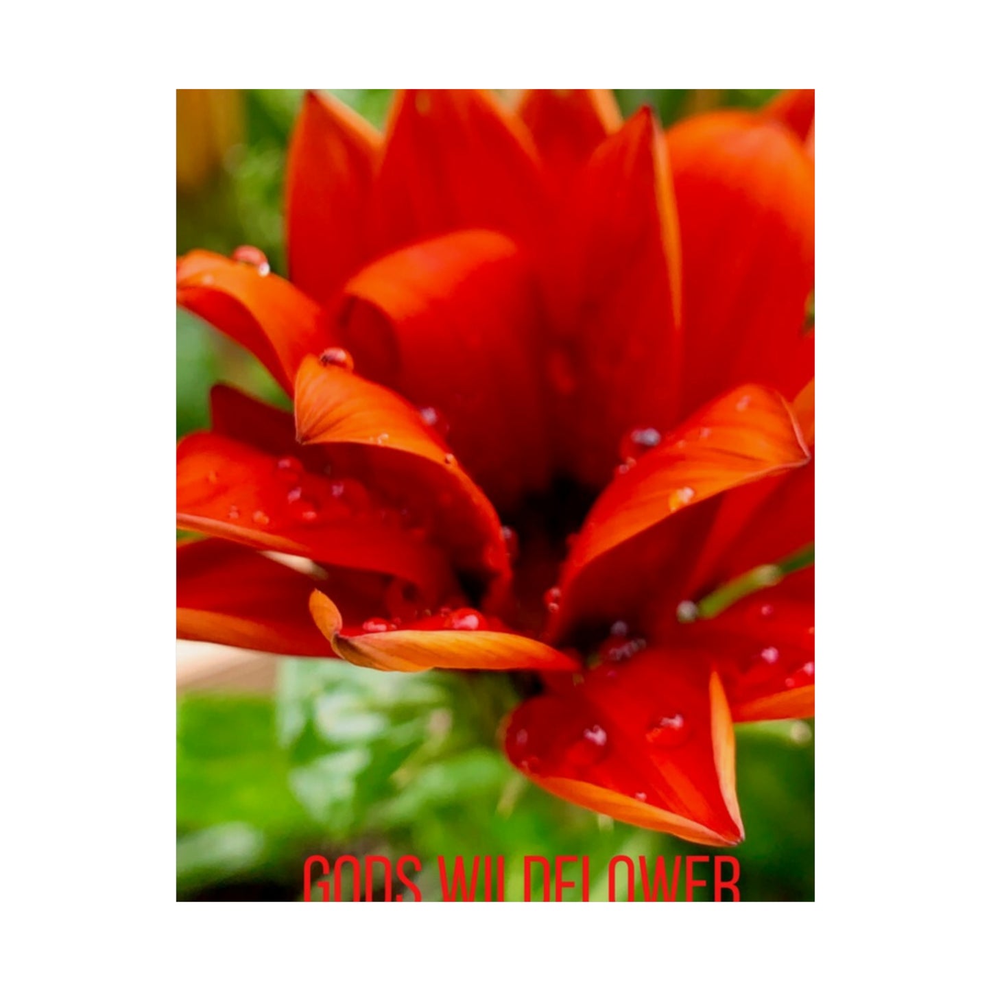 God's Wildflower in a World full of Roses